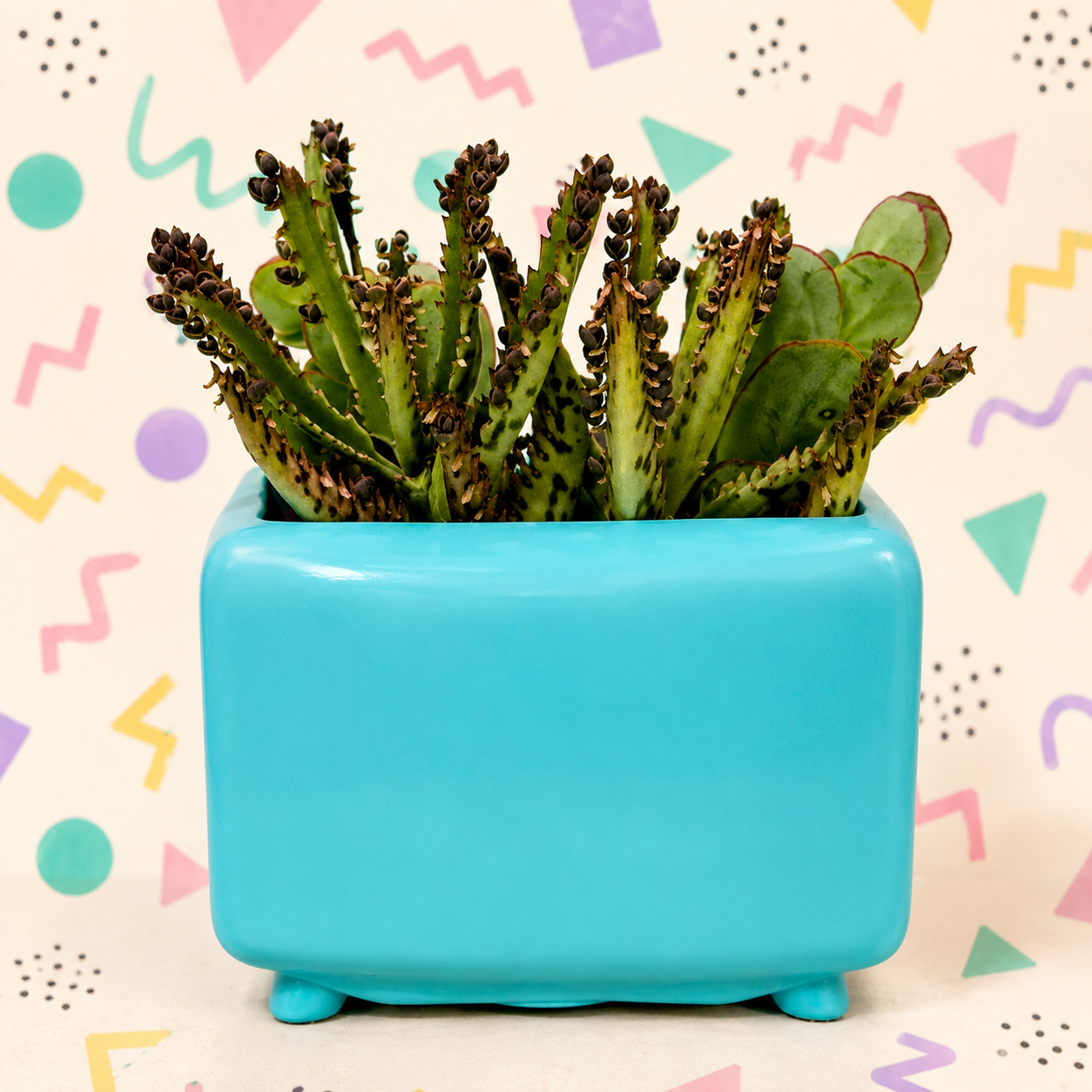 TV succulent planter
