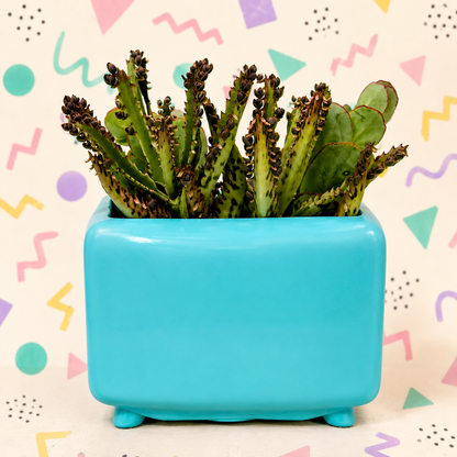 TV succulent planter