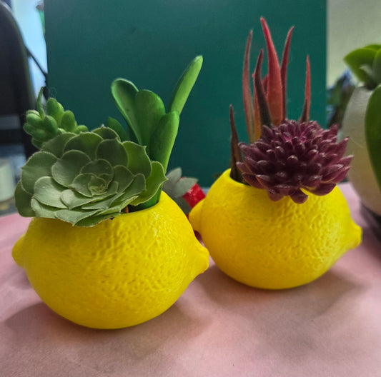 Lemon Planter (comes w/ soil + succulent)