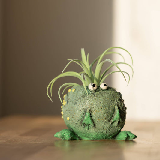 Freckles The Frog Blobhouse Planter (soil+succulent!)
